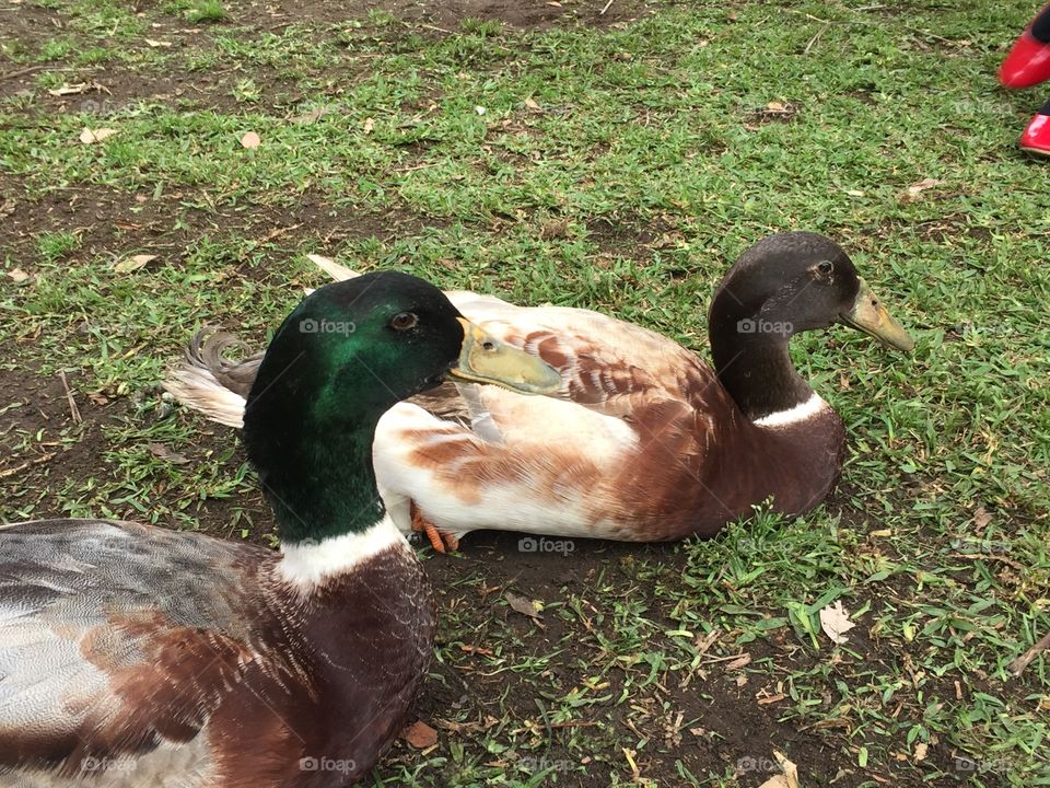 Duck, Bird, Poultry, Nature, Goose