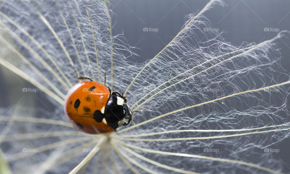 Ladybug and dandelion. Macro shot, selective focus with copy space. 
tenderness and care concept