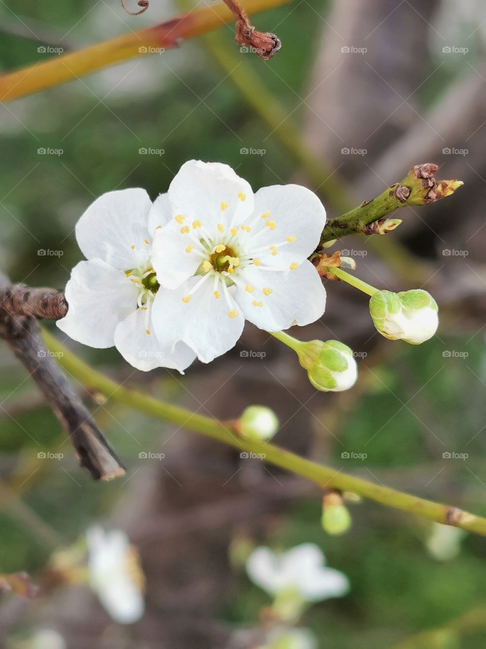 First Signs of Spring