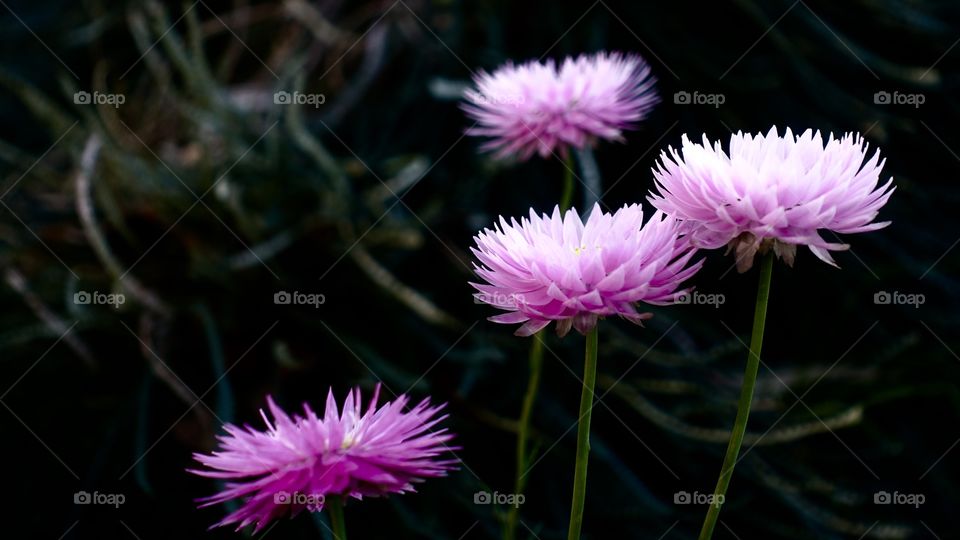 Australian wildflower daisy, called everlasting, from the side.