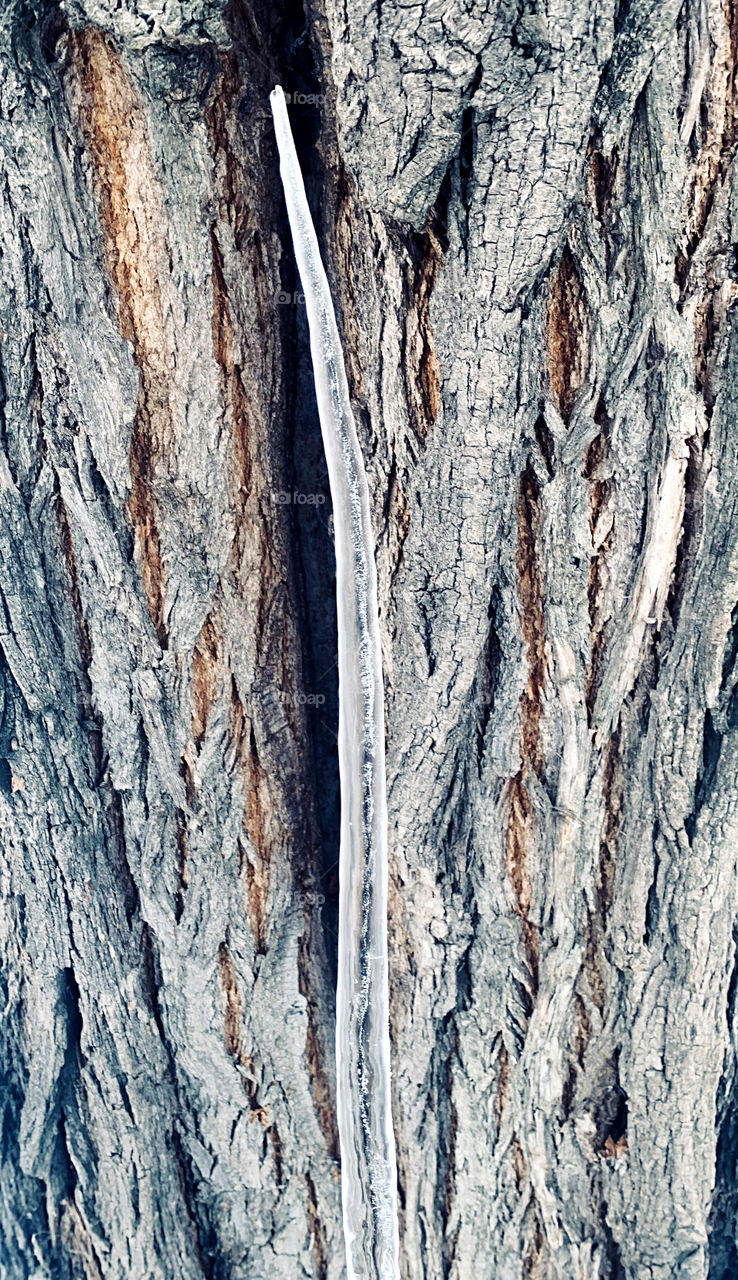 Long ice icicle at wooden tree background 
