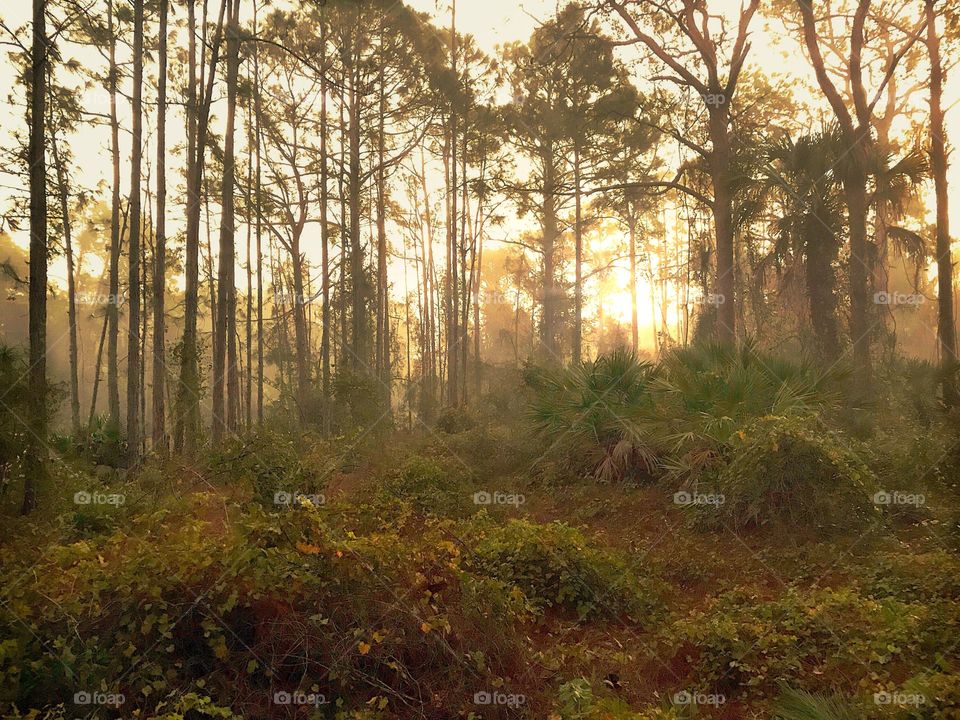 The golden sunrise seen through a misty forest.