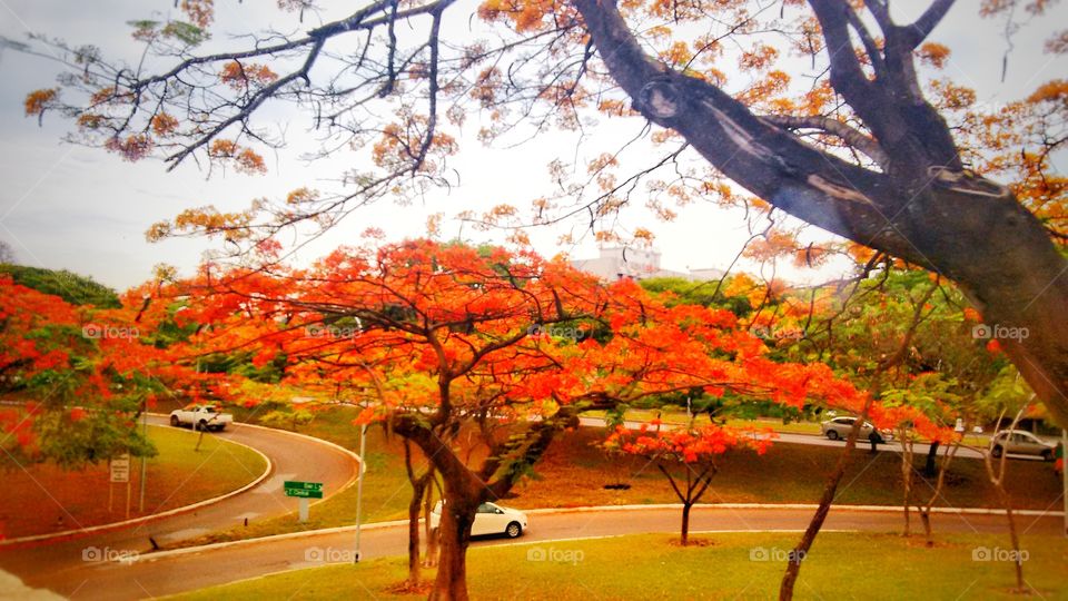 Ipê laranja. Tesourinha Brasília DF Brazil