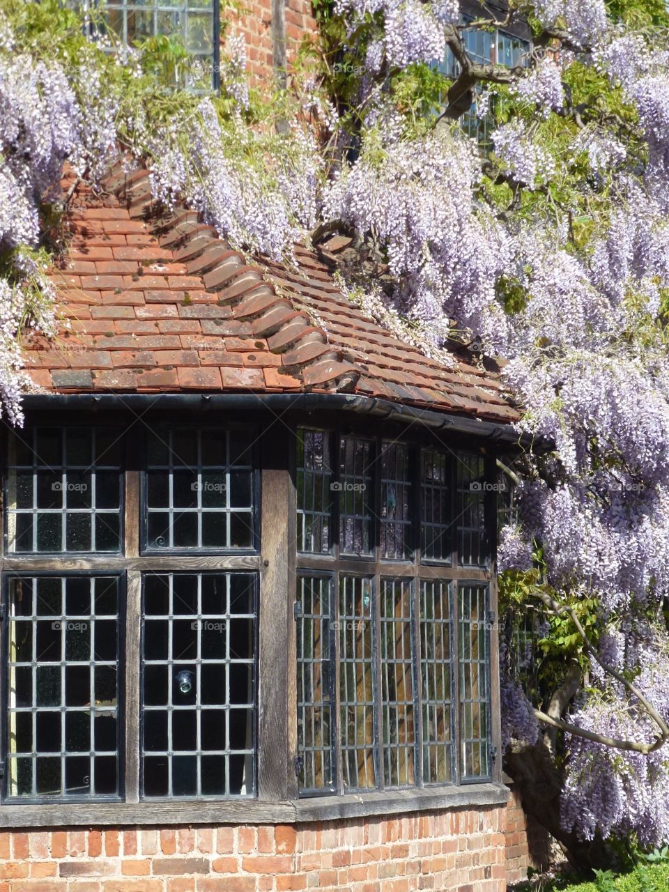 Window with wisteria sinesis