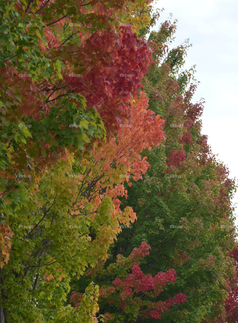 Fall colors. On the way to my girlfriends....stopped and got this shot.