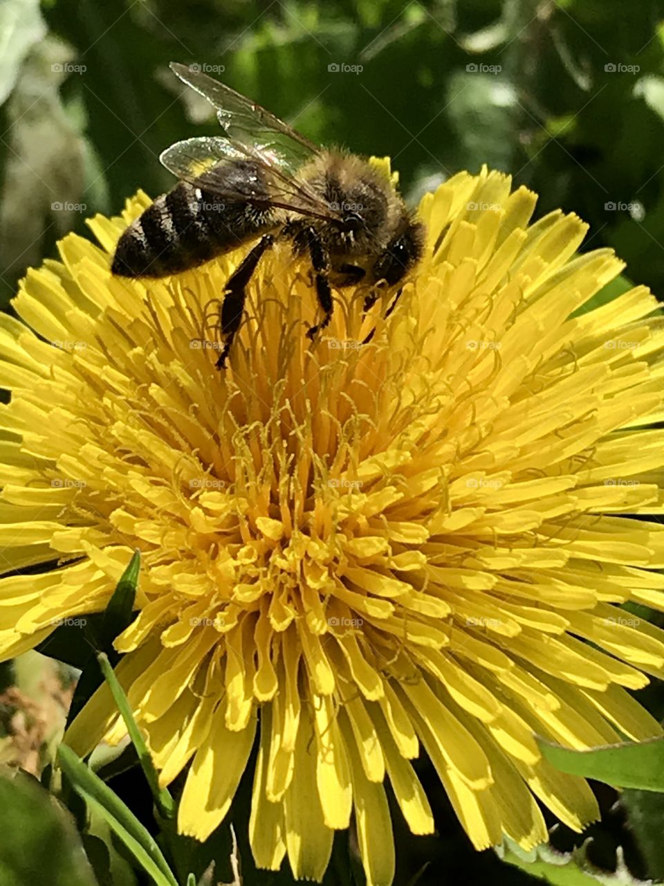 Bee feasting on a dandelion 