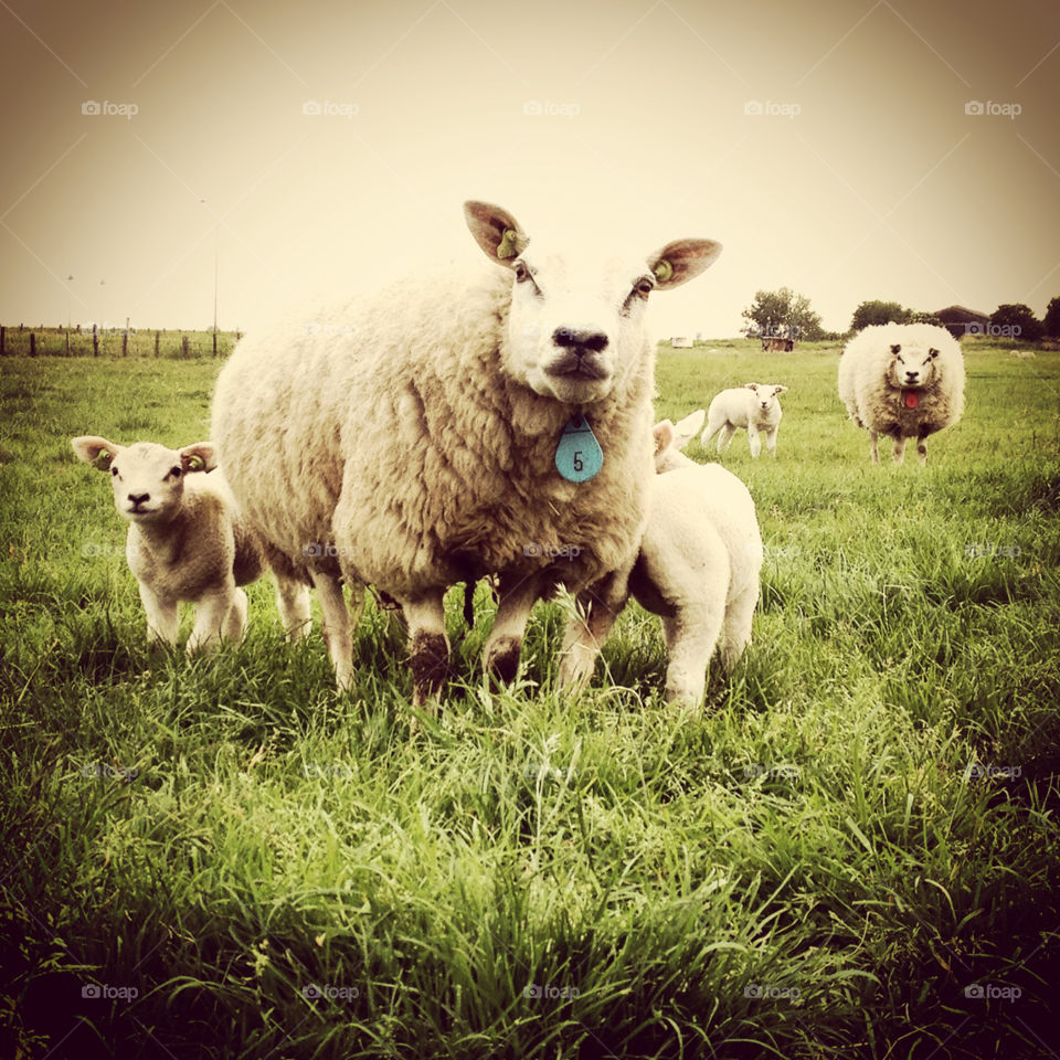 Portrait of a sheep family in a field