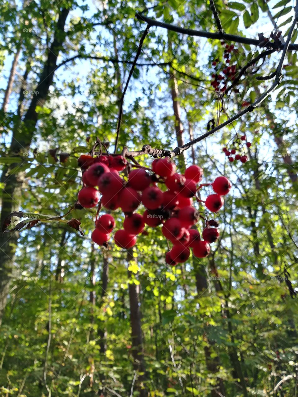 Mountain ash