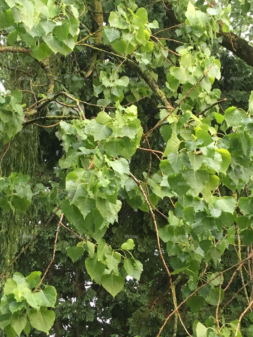 Green branches 