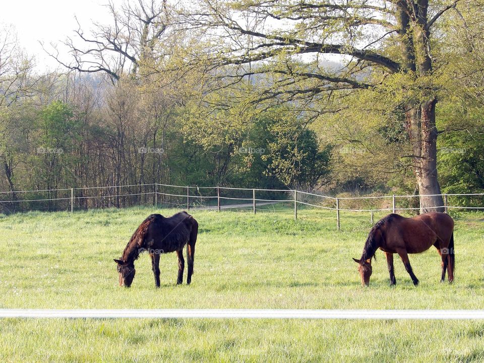Grazing wet horses