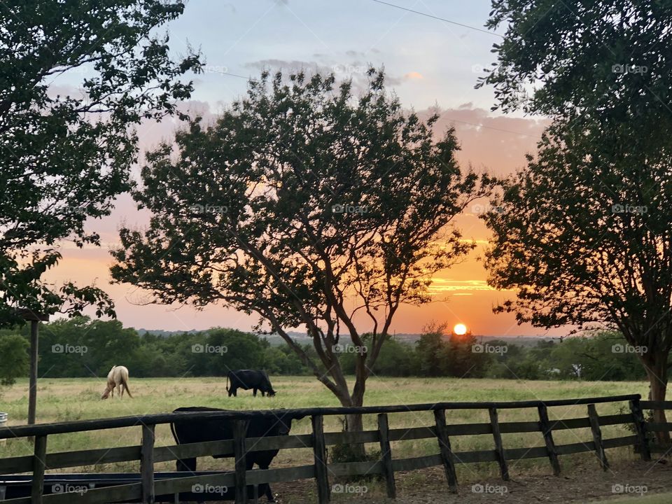 Sunset on the ranch