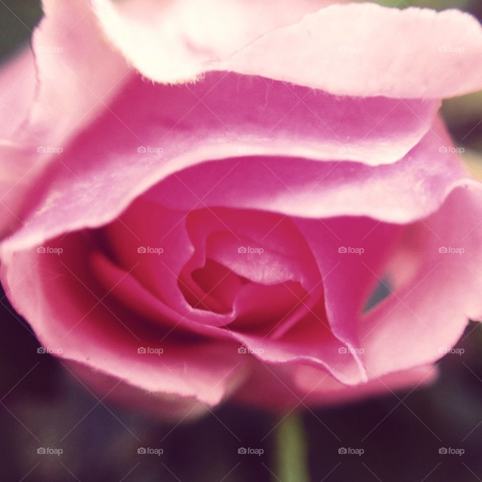 flowers garden macro rose by emmawhewell