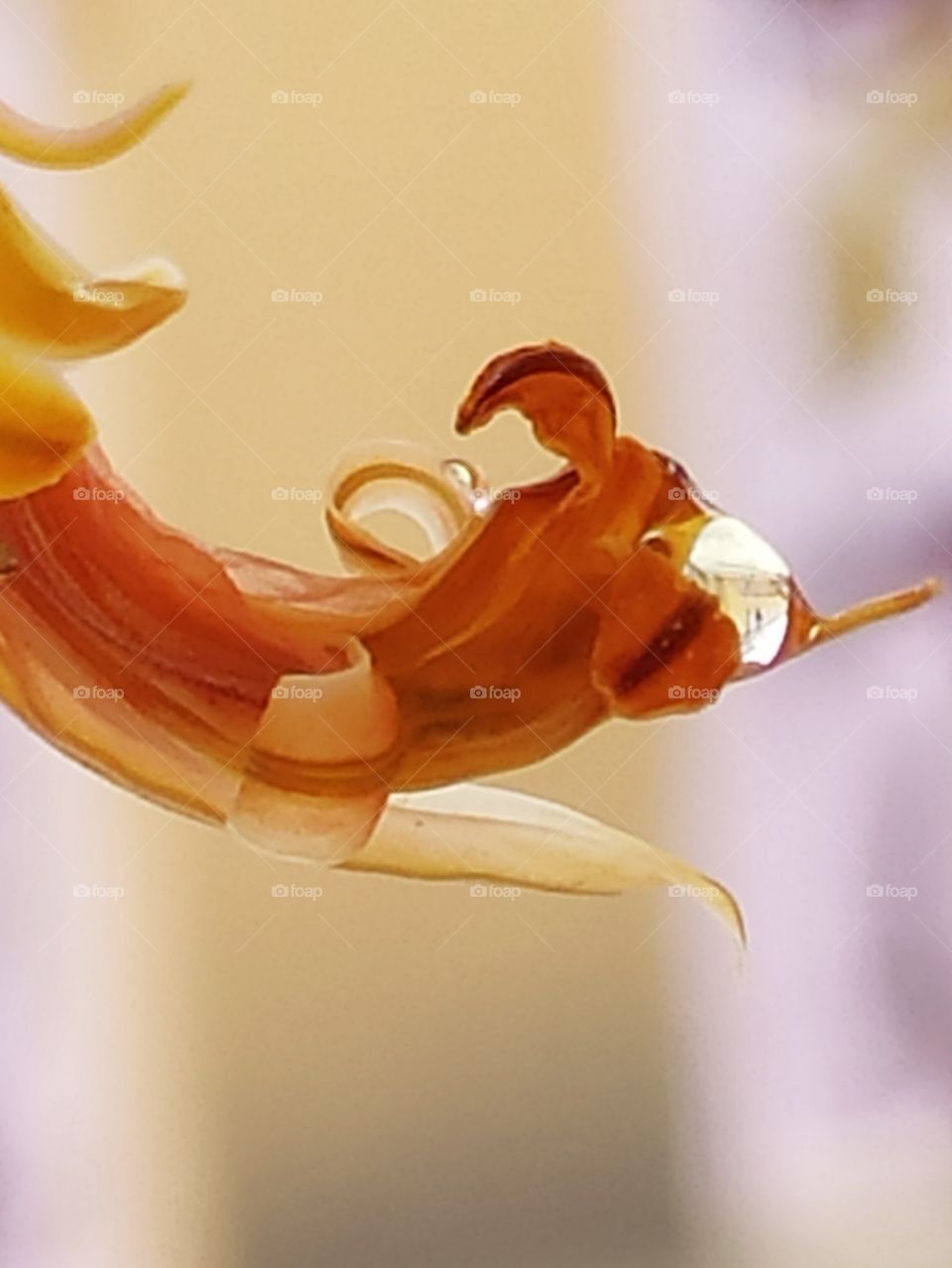 Beautiful Aloevera flower holding water droplet at the apex