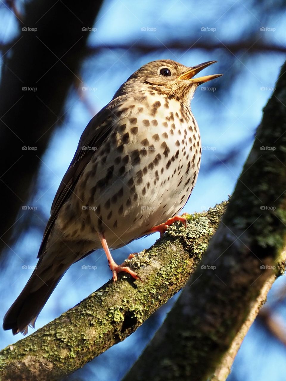 Thrush