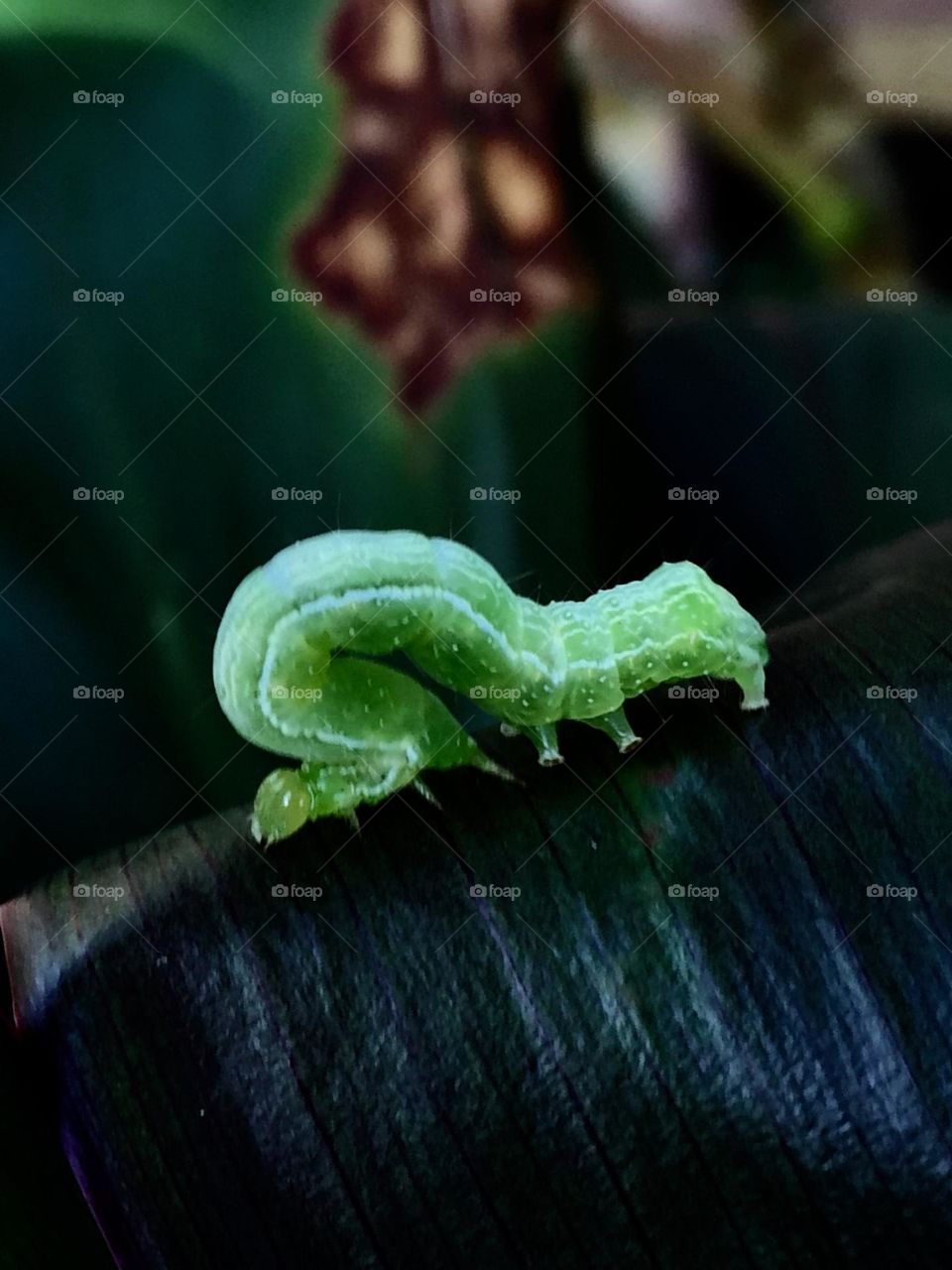 Green worm