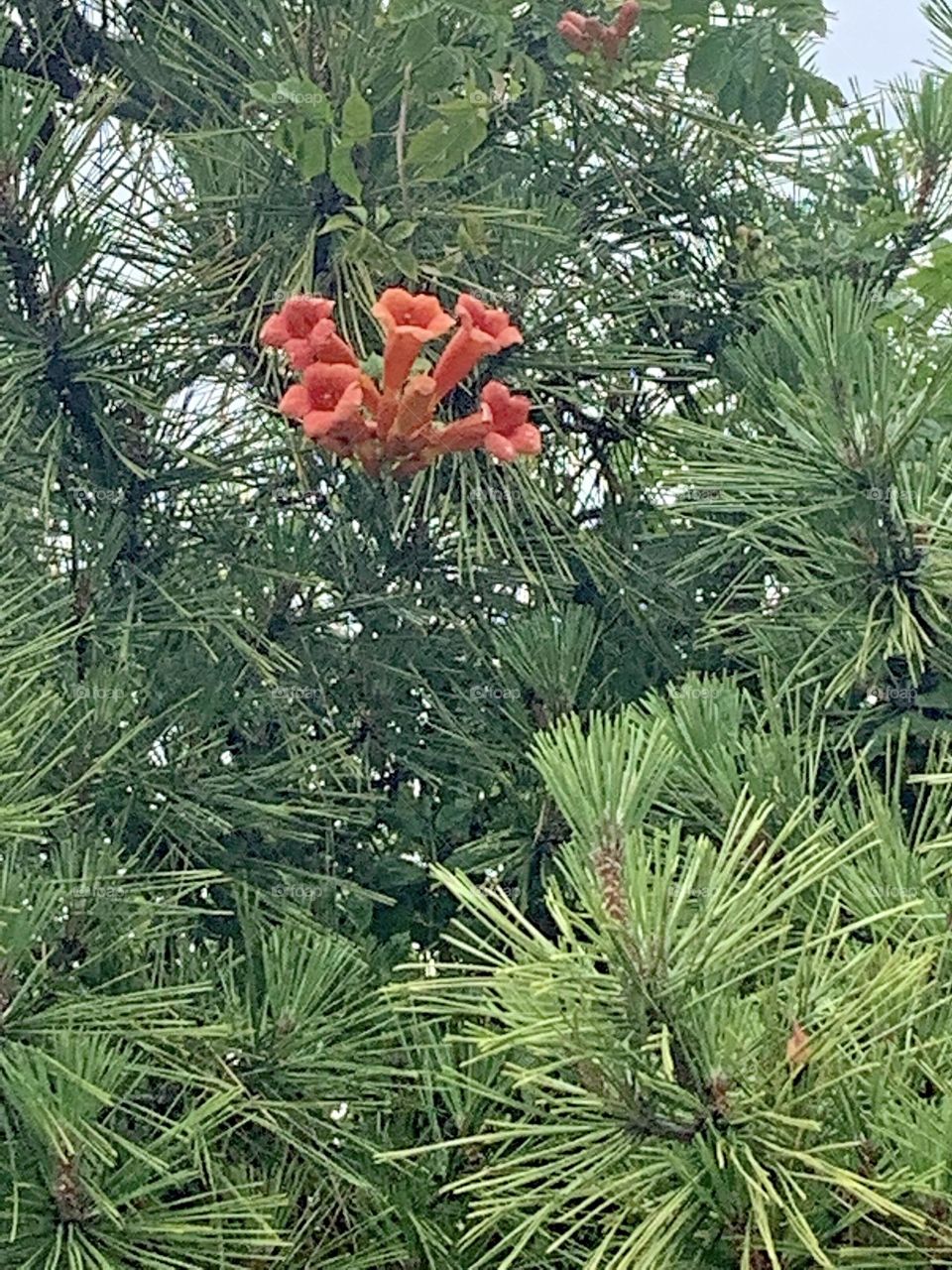 Trumpet flowers