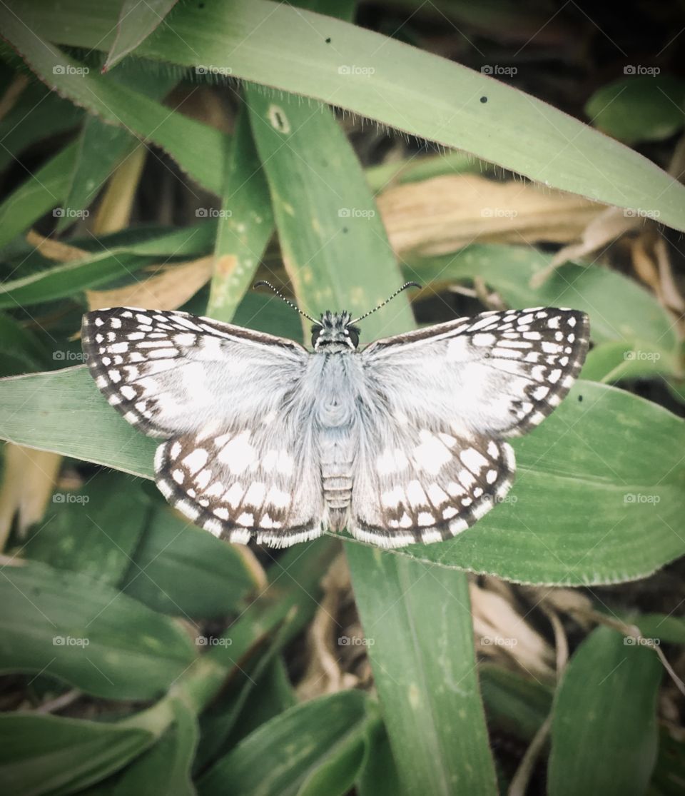 FOAP MISSIONS - A very nice zoom of the little butterfly in the middle of the lawn. Cheer the nature! / Um zoom muito bacana da pequena borboleta em meio ao gramado. Viva a natureza!