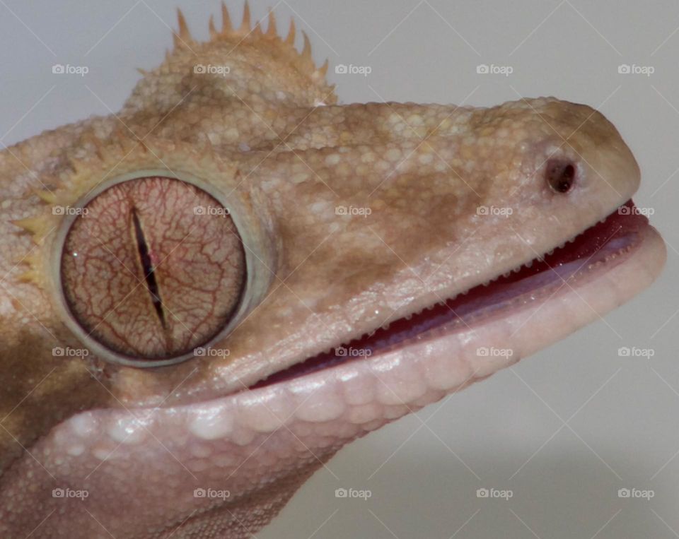 A gentle, teethy smile on a Crested Gecko