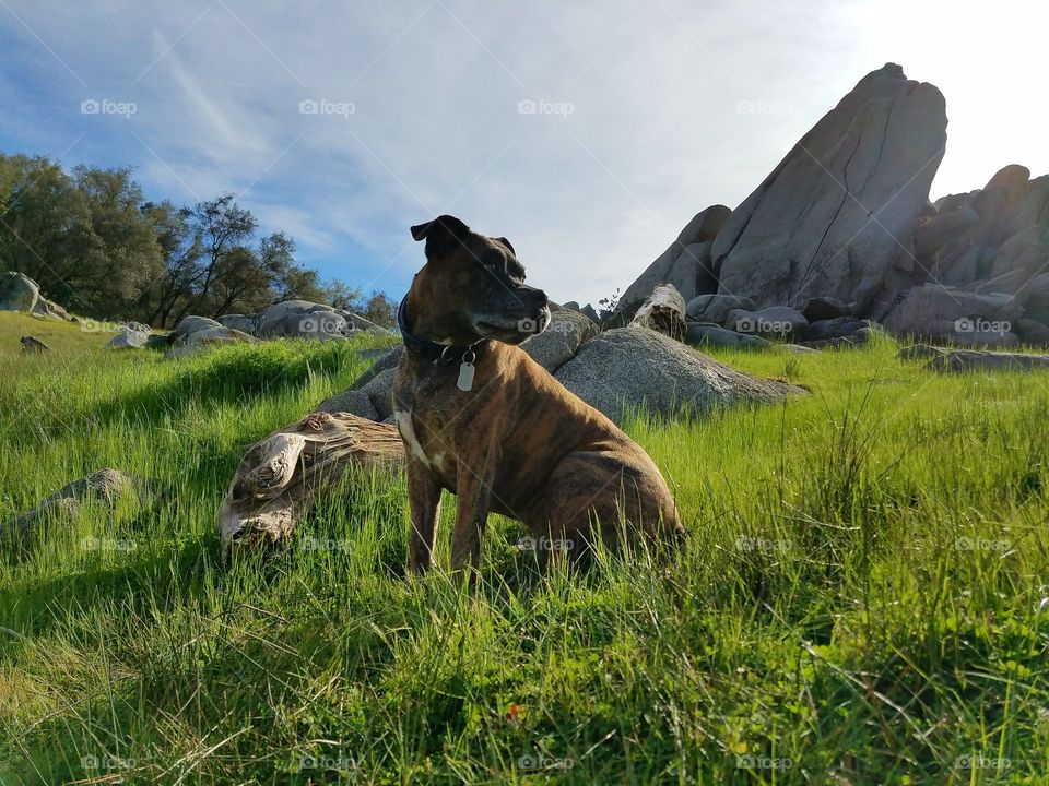 Thor relaxing in the grass