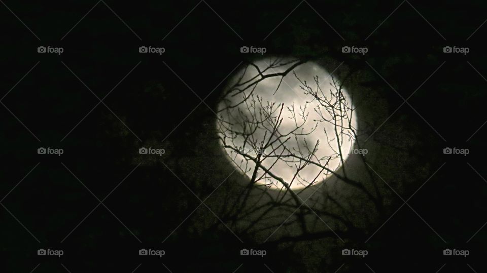 Moon Silhouette with branches