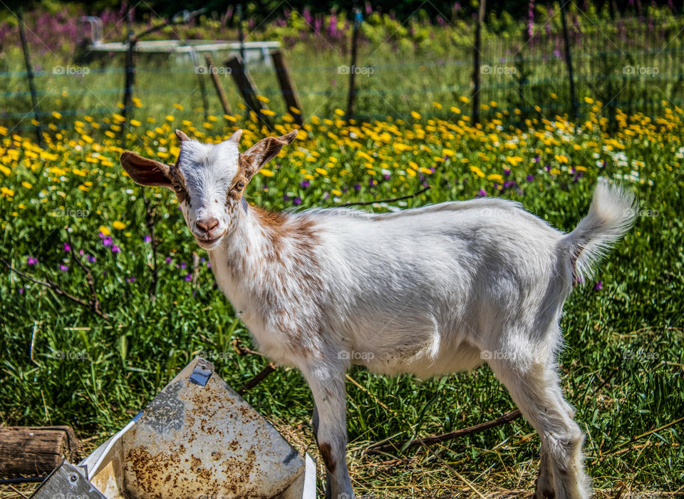 A juvenile female goat stands in a field of grass and golden yellow wildflowers