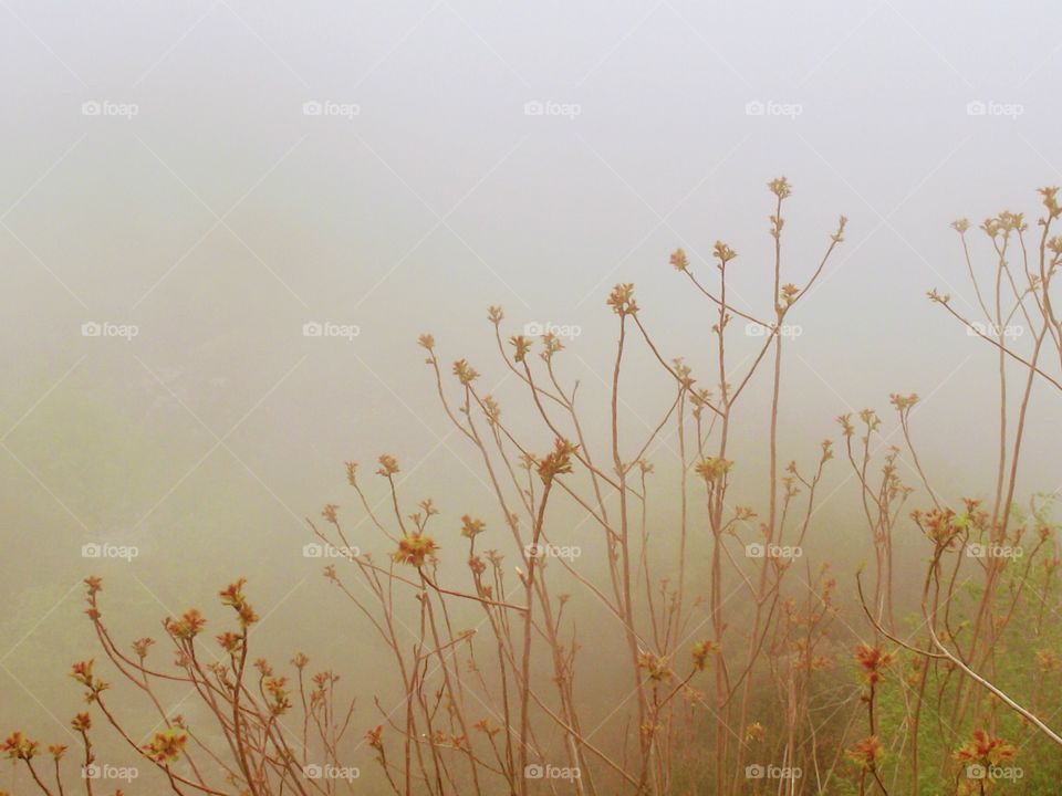 Foggy in France 