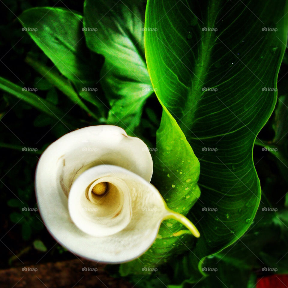 green flower white leaves by M-zio18