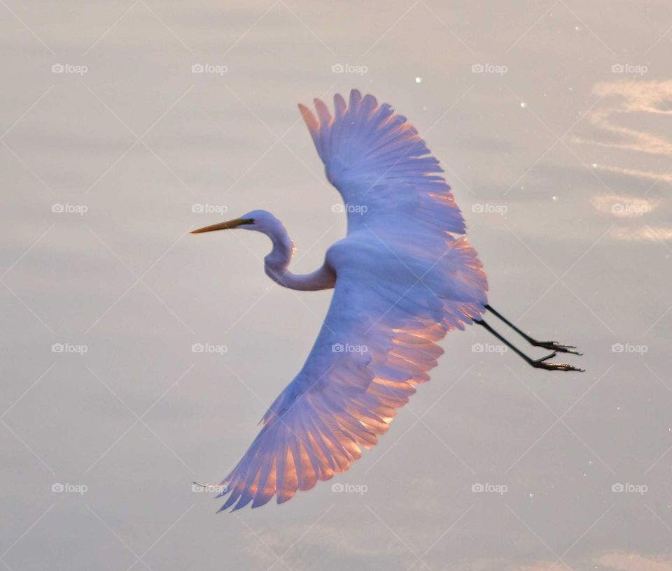Sunset's heron