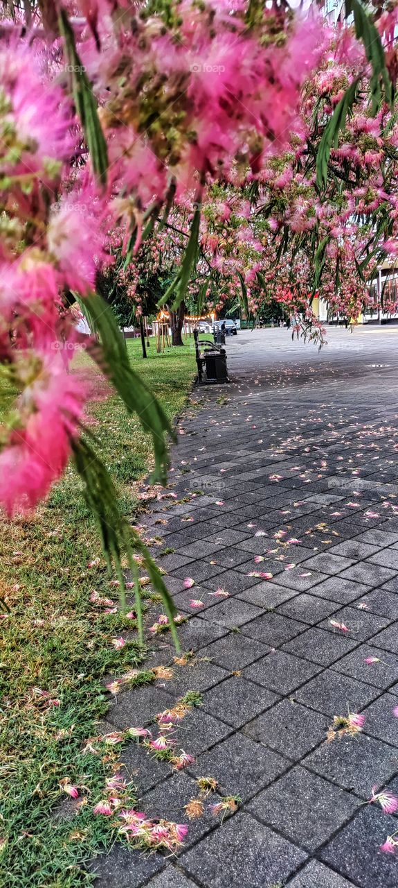 evening, koasivo the tree bloomed near the olea