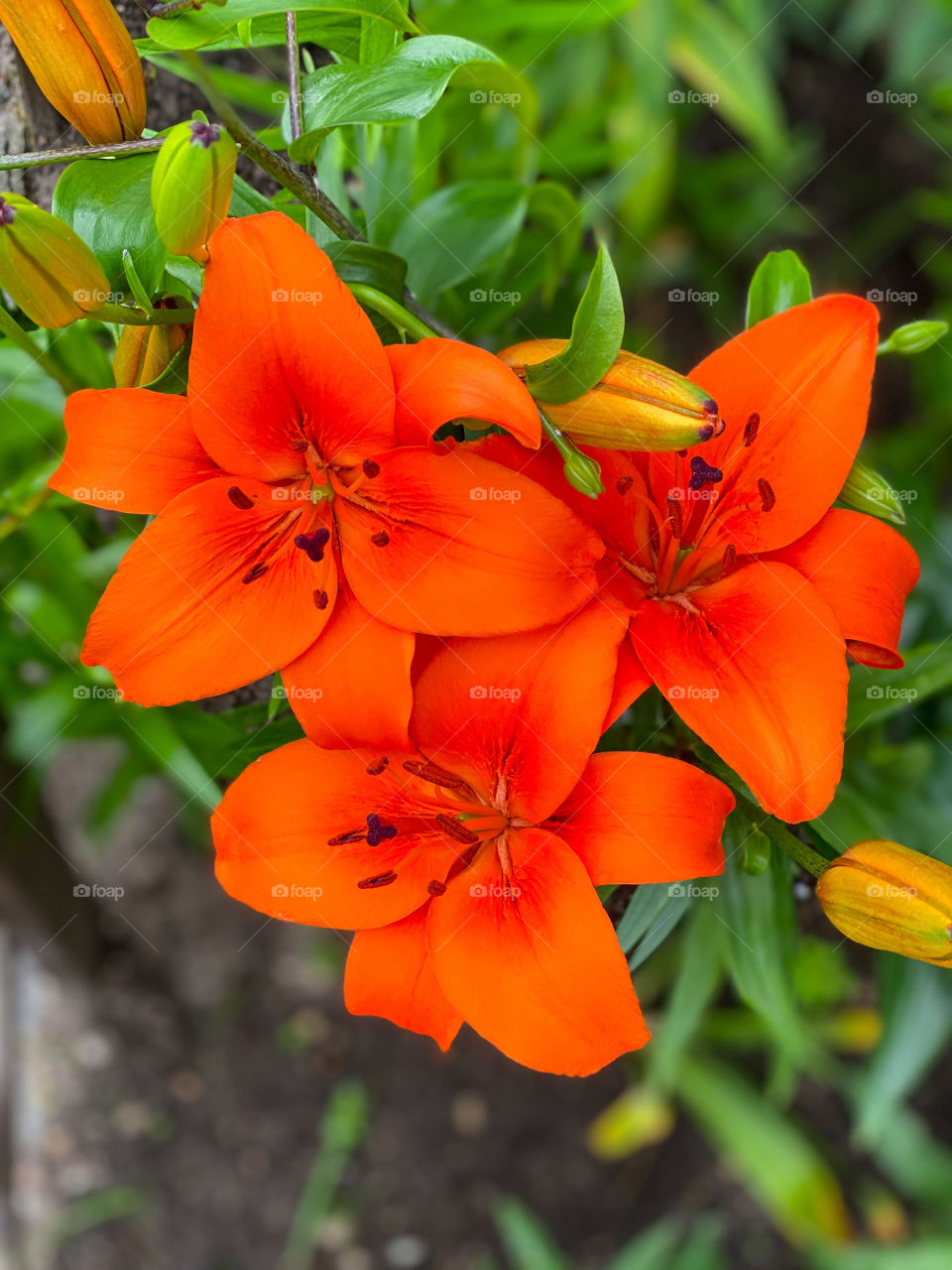 Flowers