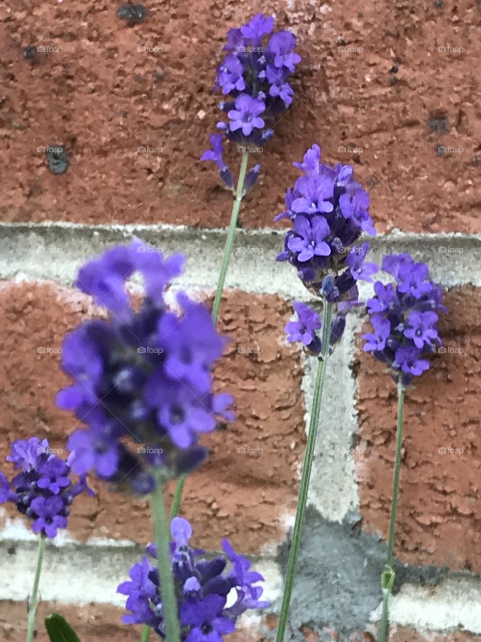 Purple flowers laid against a brick wall.