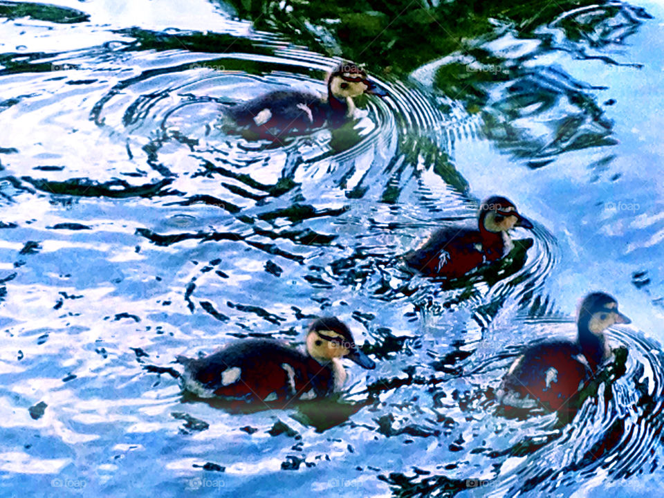 Ducks going for a swim