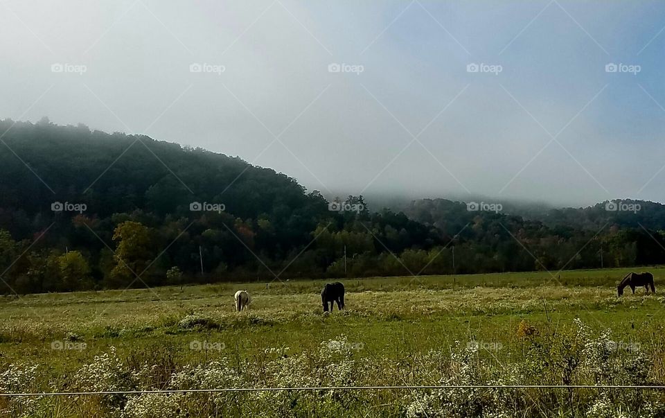two horses in a field during Autumn in the morning fog