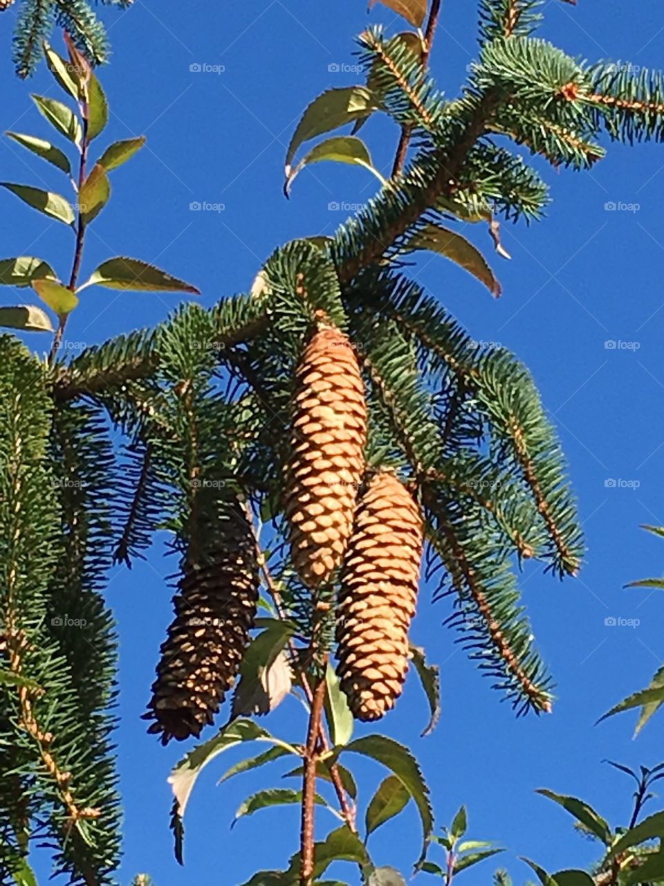 Pine cones 