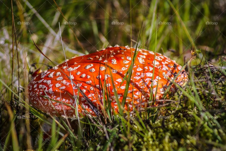 Mushroom fly agaric