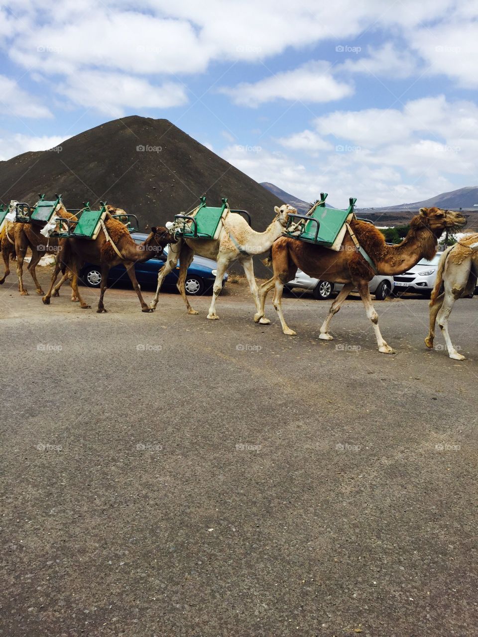 Camel from Lanzarote Canary Islands 🇮🇨