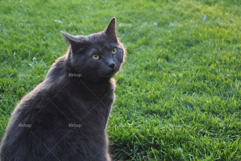 Cat sitting on lawn