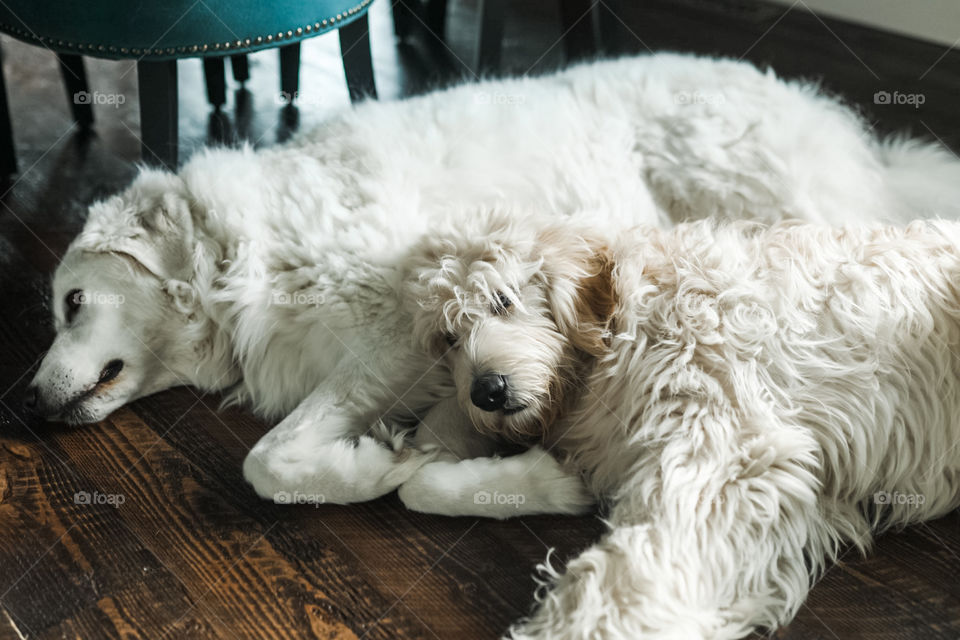 Big floofy snow doggies cuddle up in a sweet dog cuddle puddle! 