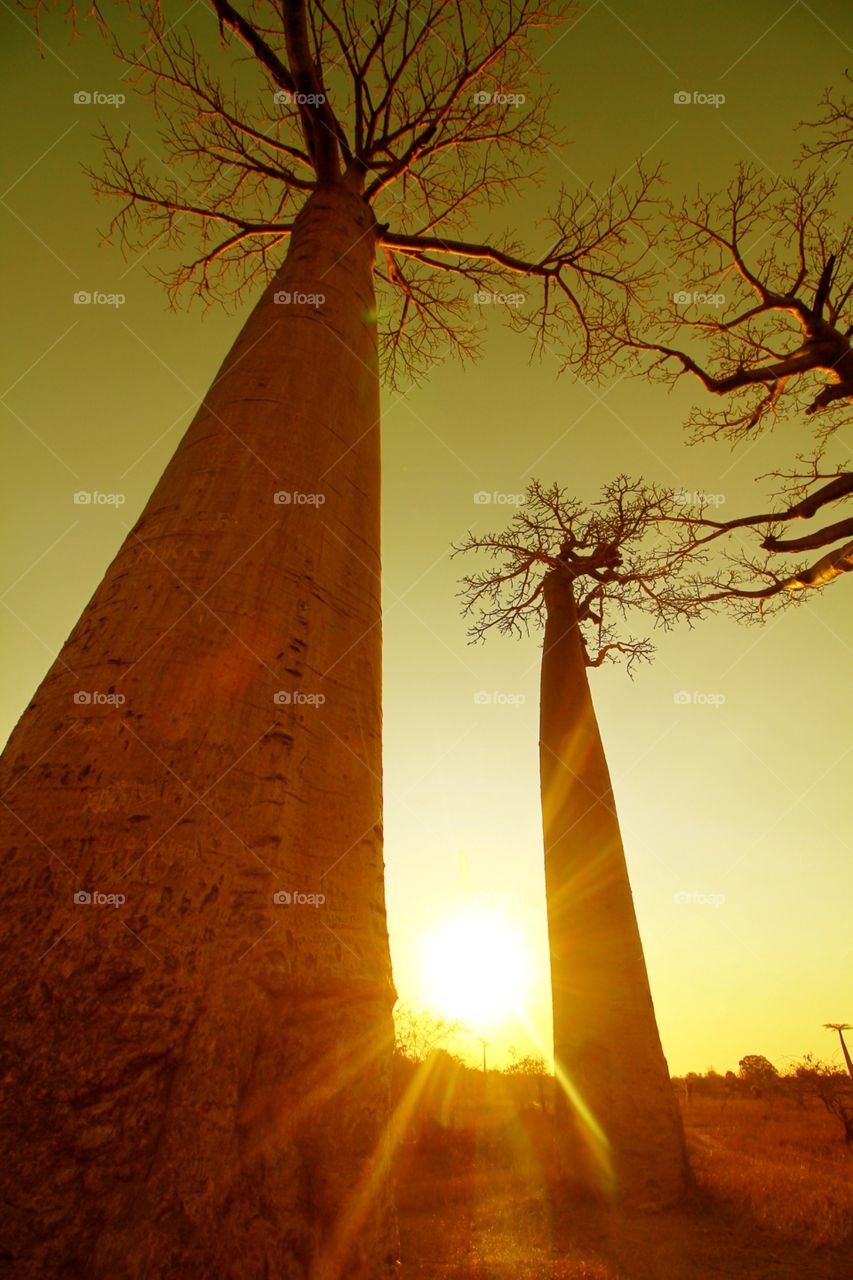 Baobabs at sunset