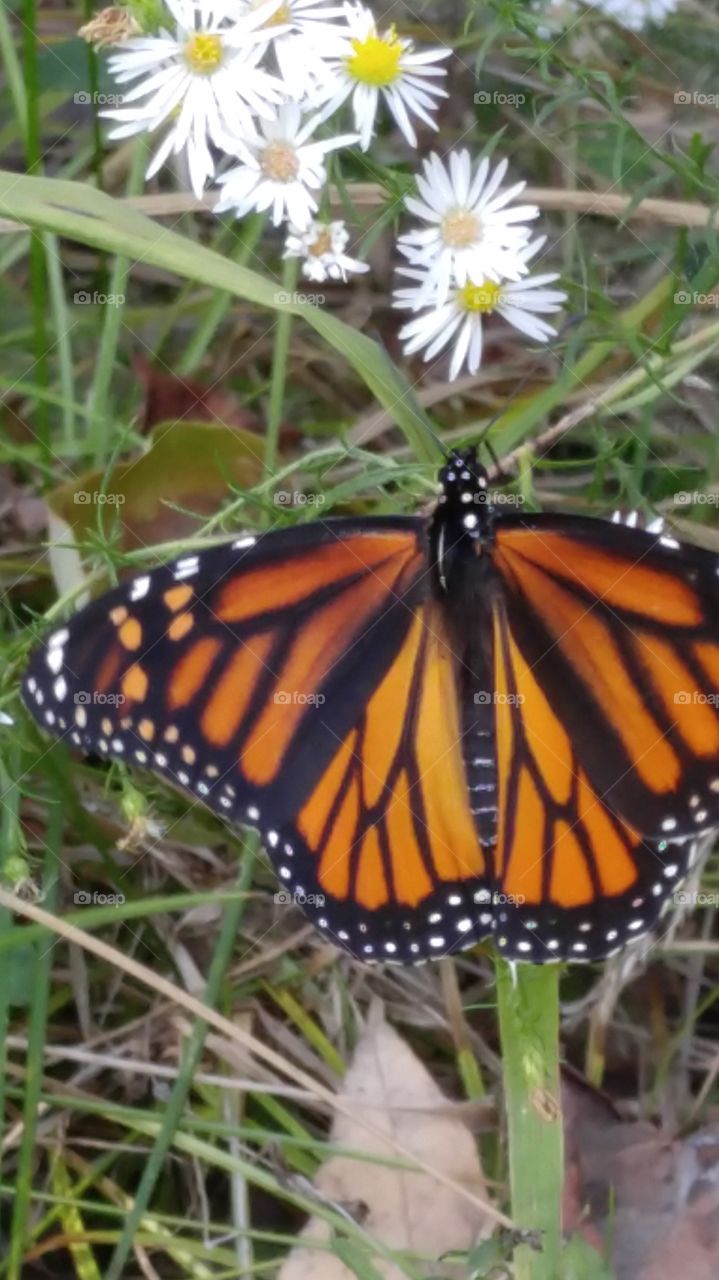 Monarch Butterfly