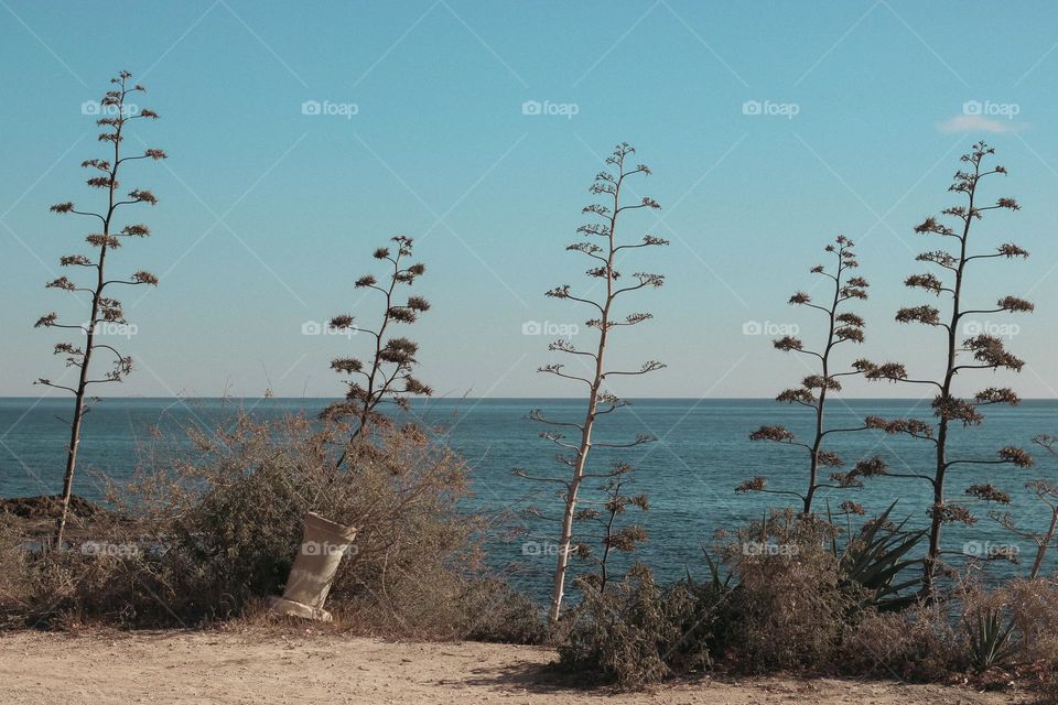 Trees and sea