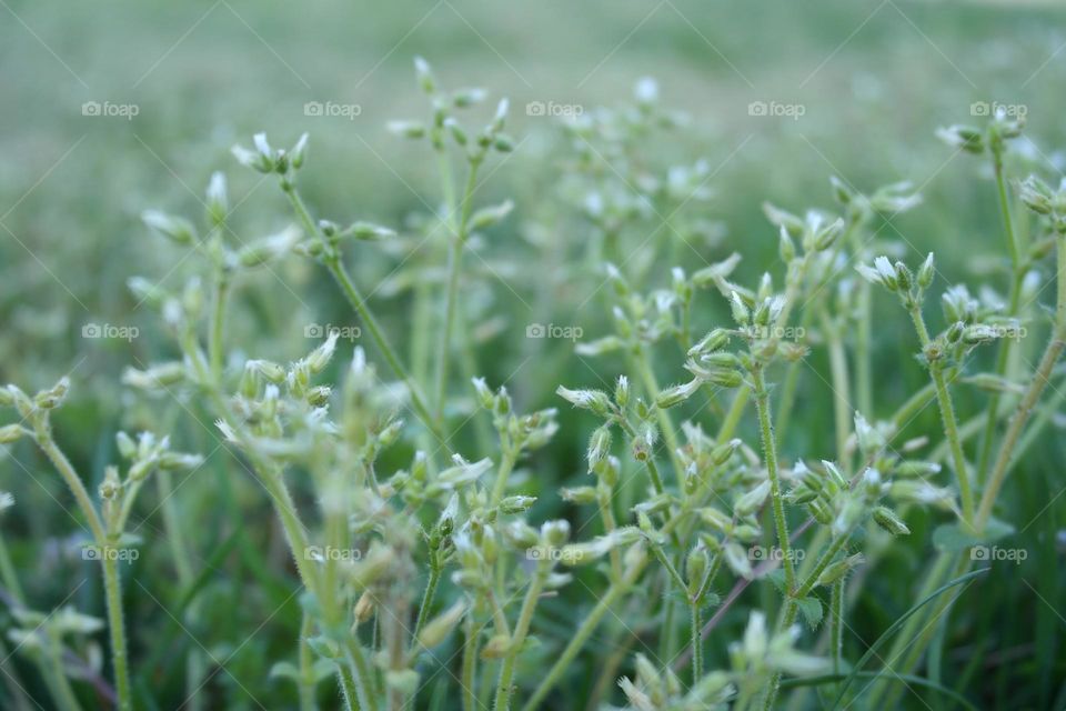 Mouse ear chickweed 