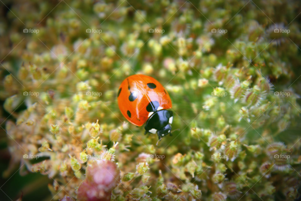macro insect bug ladybird by leonbritton123