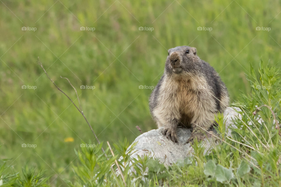 Curious wild marmot sitting on small a rock in a green field 