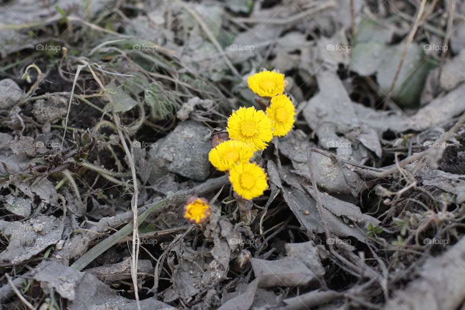 first dandelions