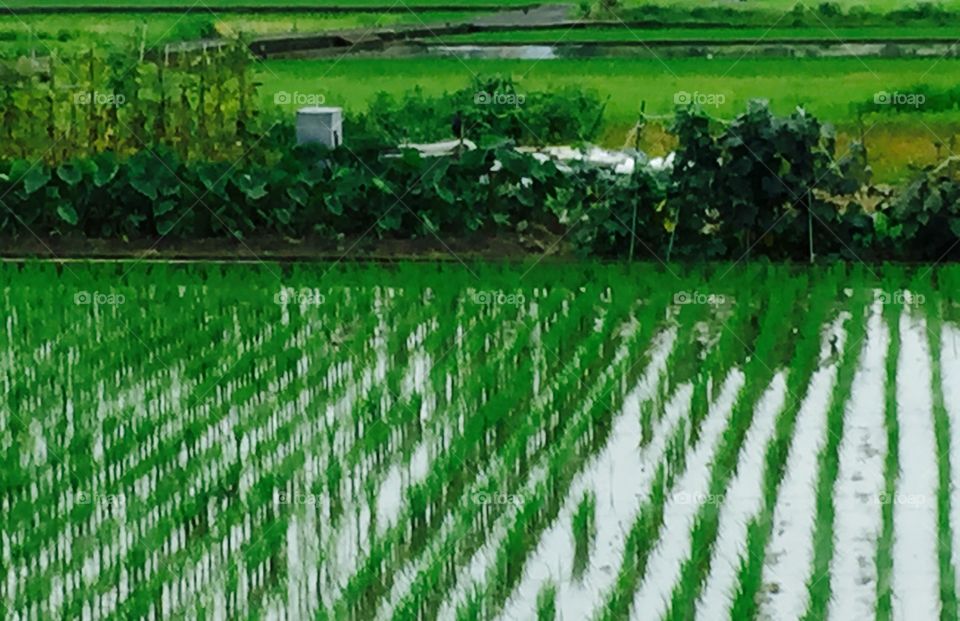 Japan rice fields