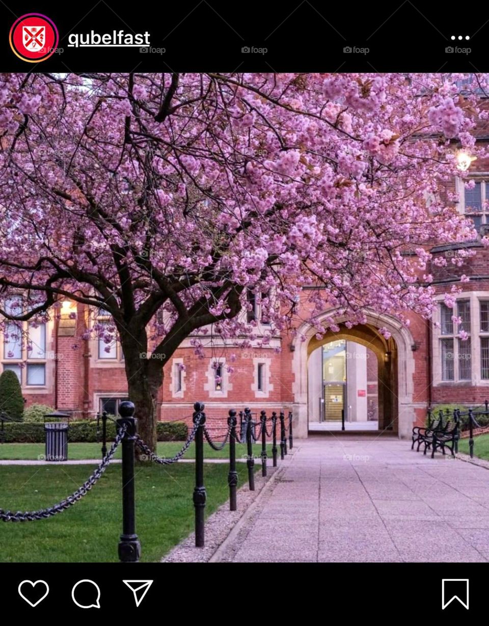 cherry blossoms at its best....