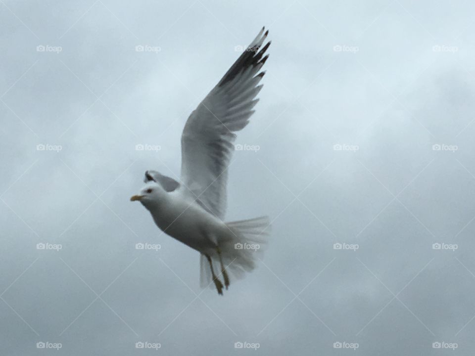 Seagull,Sweden