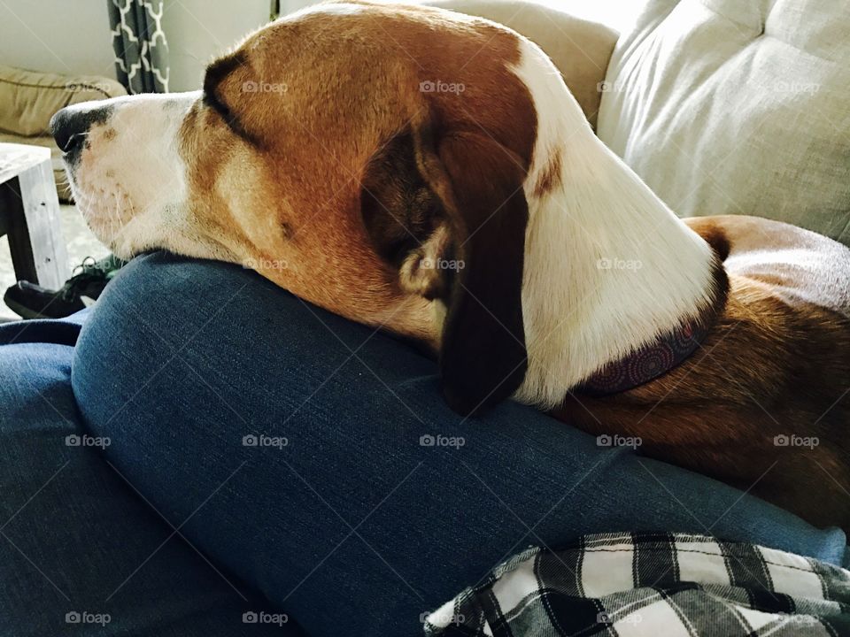 Dog asleep on lap