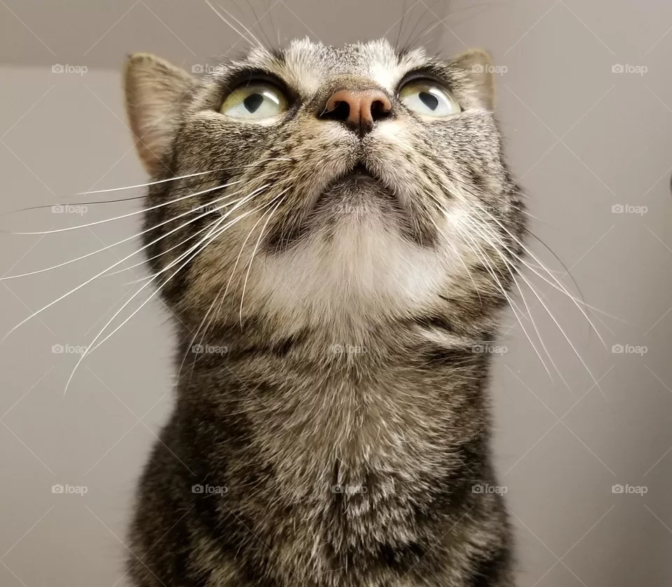 shelter cat